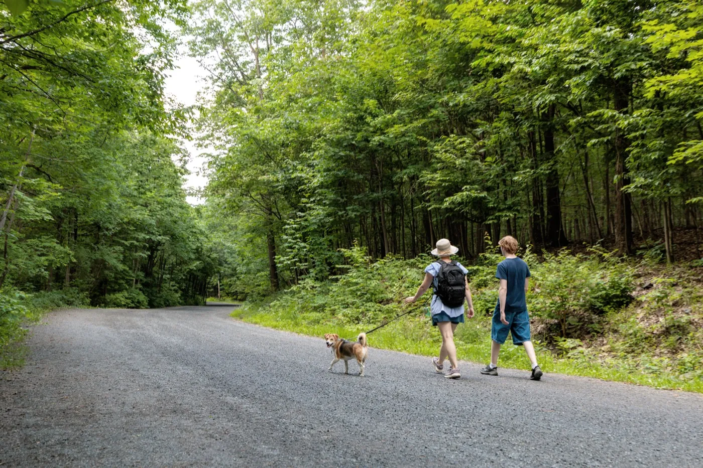 Promenade sur un sentier boisé avec un chien